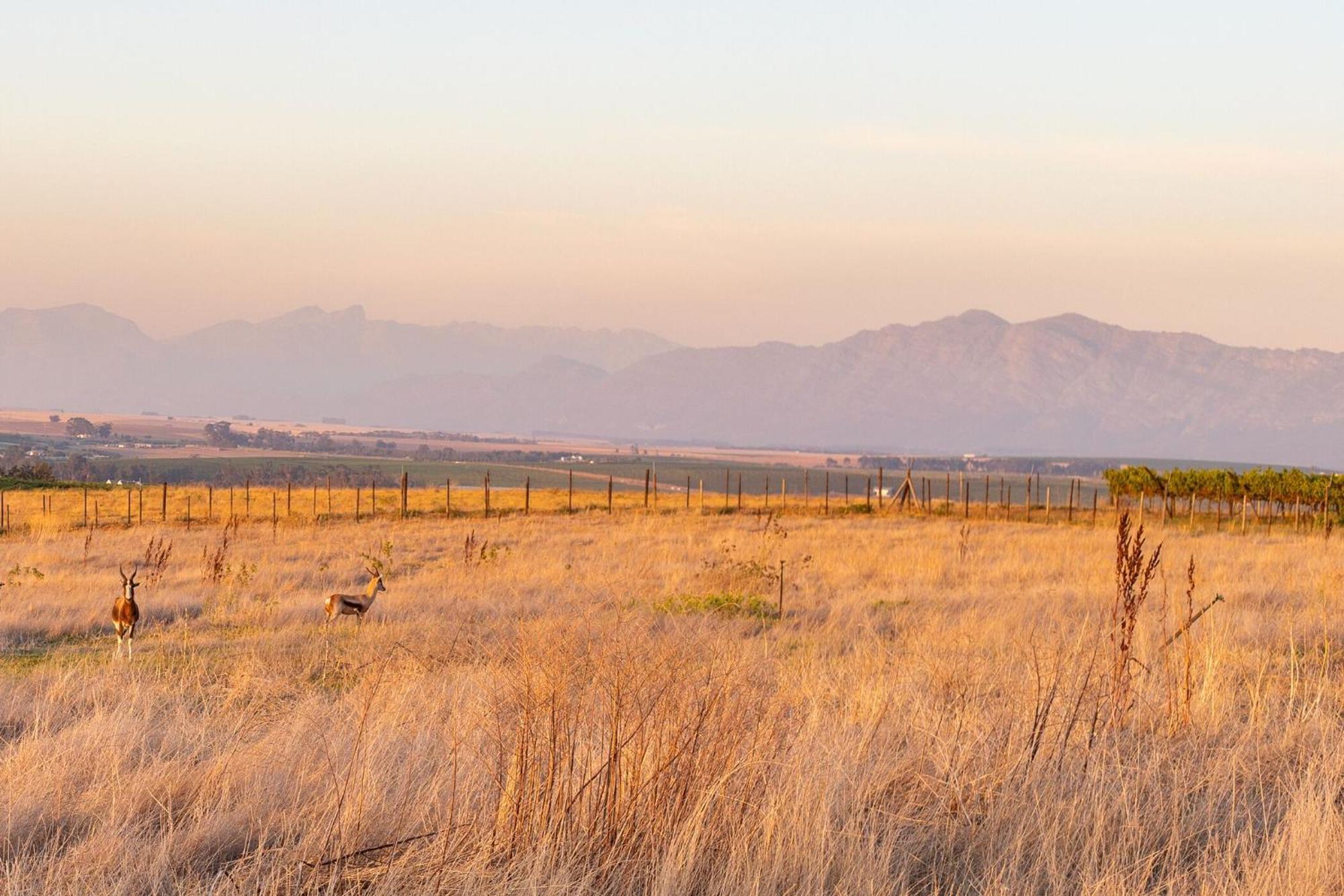 Bakenhof Winelands Lodge Paarl Dış mekan fotoğraf